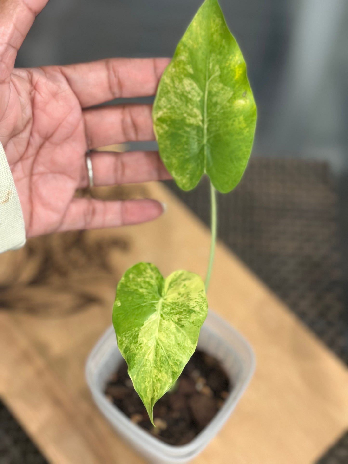 Alocasia Gageana Aurea #1