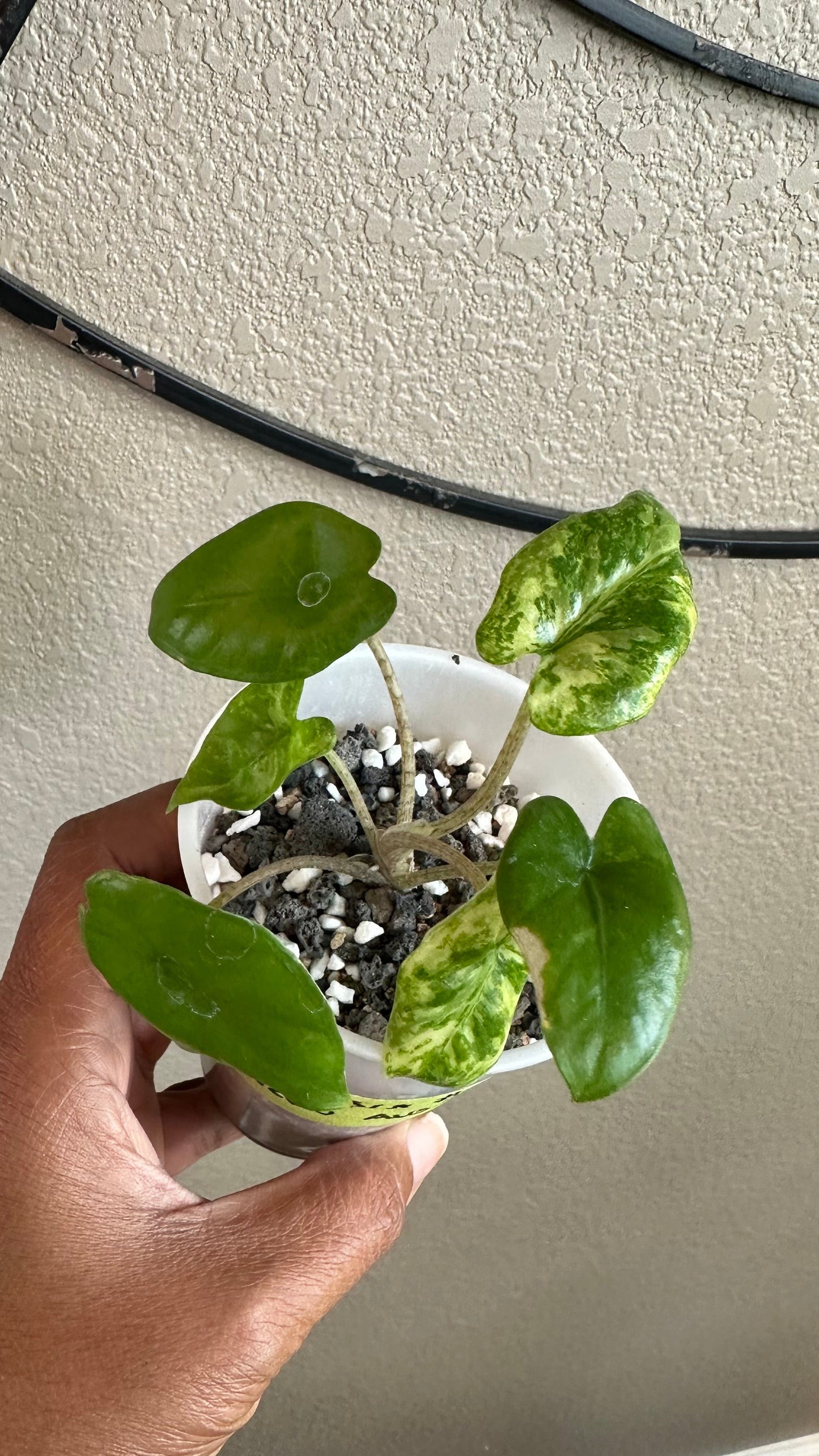 Alocasia Corazon Albo - #8