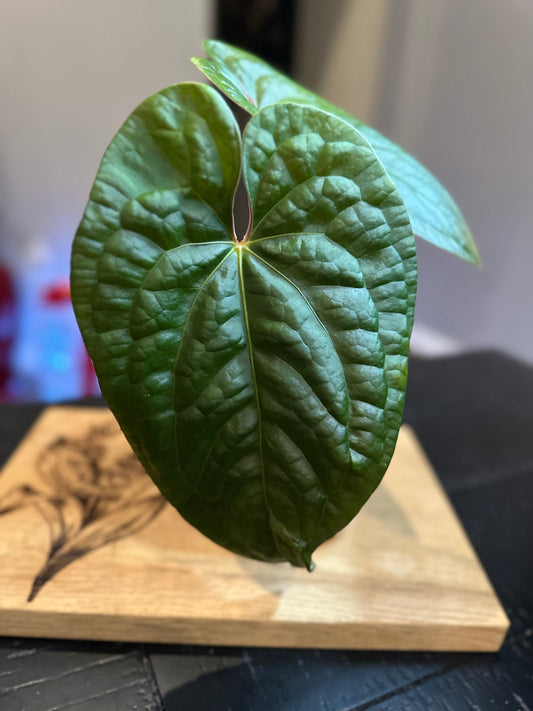 Anthurium Luxurians #5 x Papillilaminum