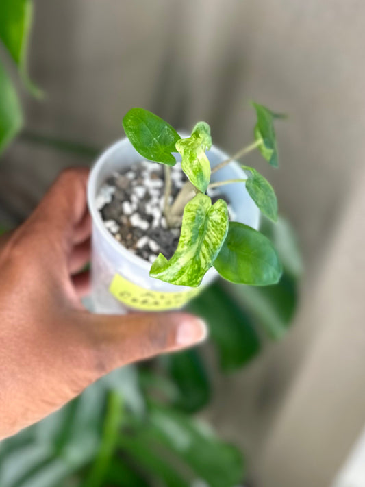Alocasia Corazon Albo - #4