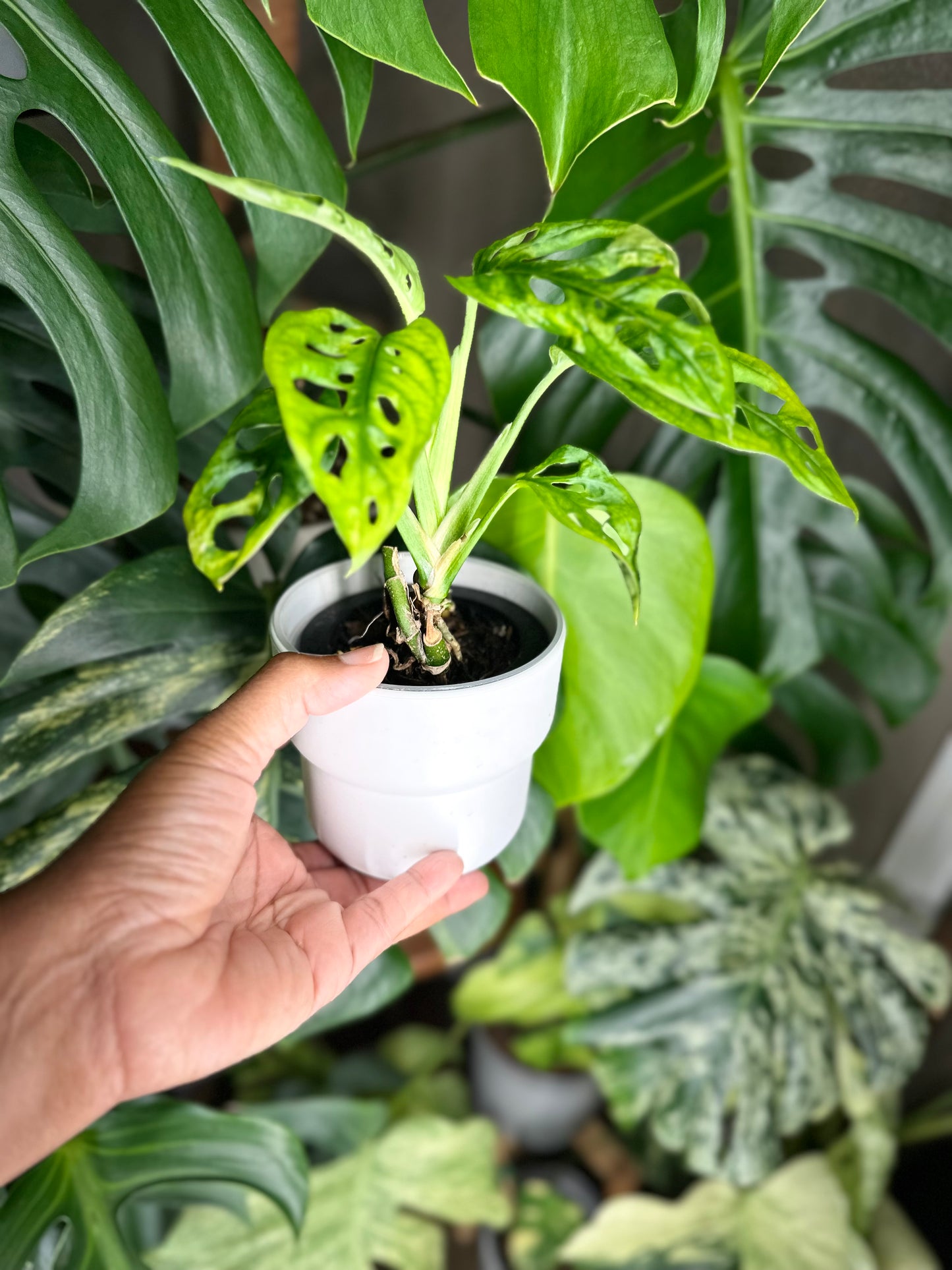 Monstera Adansonii Japanese Tricolor