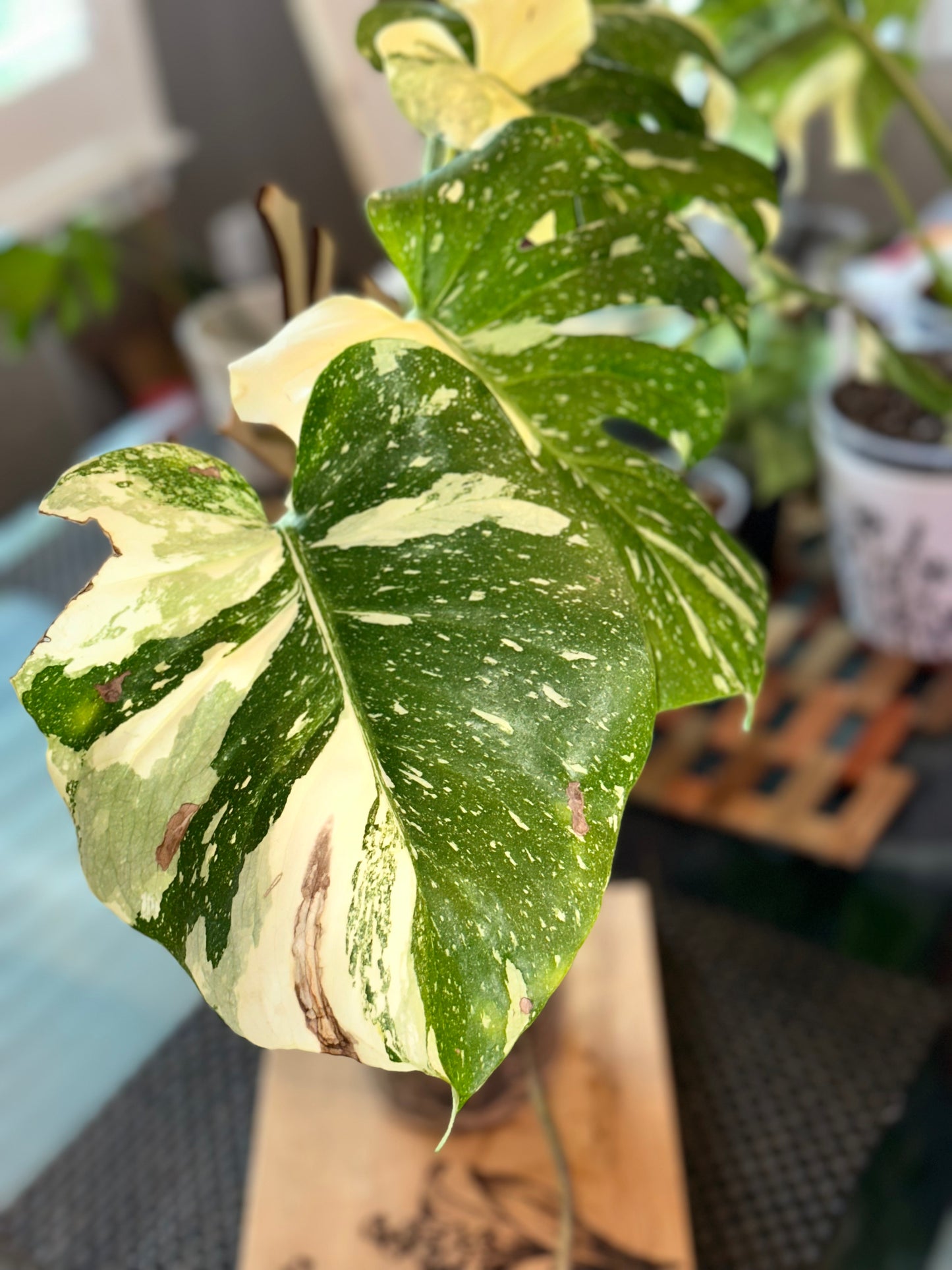 Monstera Thai Constellation - high variegation