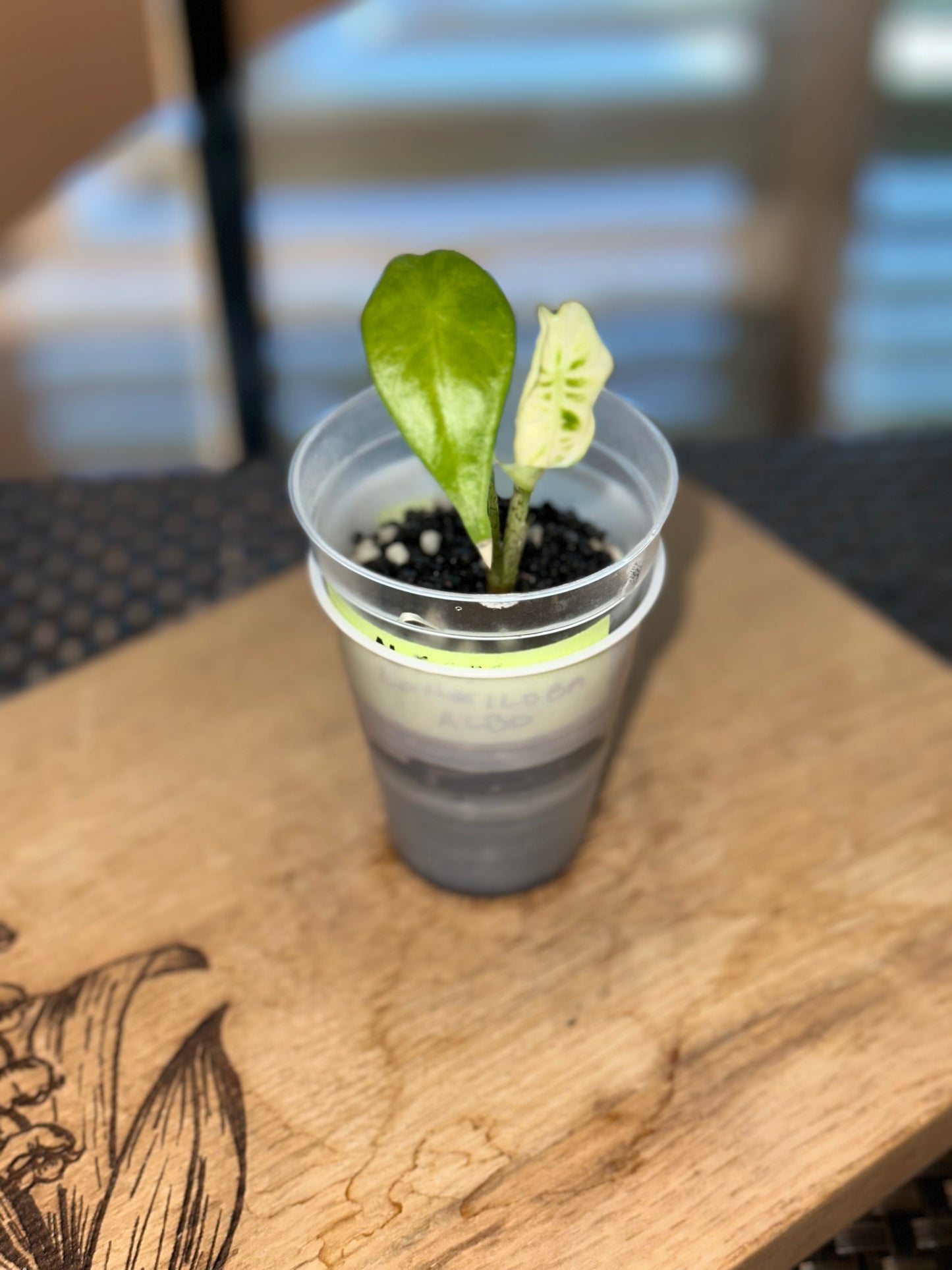 Alocasia Longiloba Albo Pup - #3