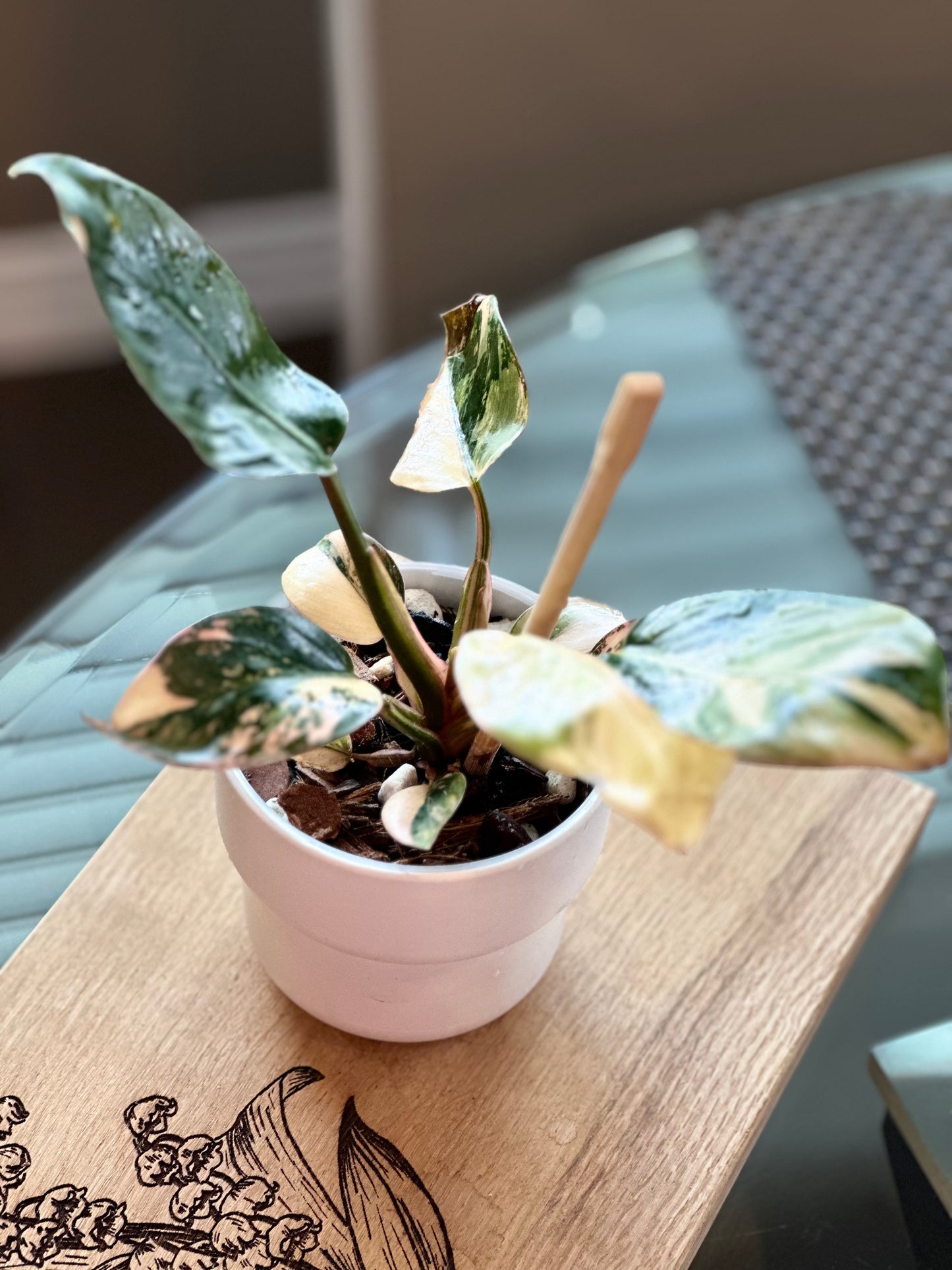 Philodendron Red Congo Variegated - 4 inch