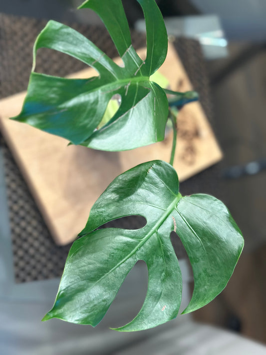 Monstera Compacta - #1