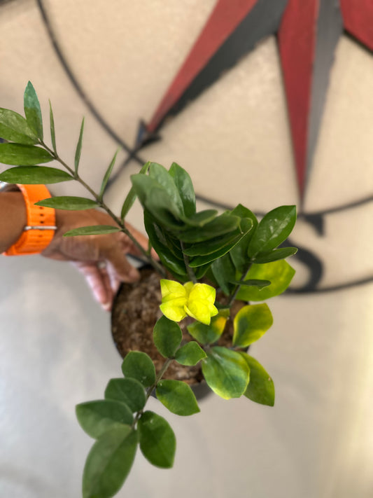Chameleon ZZ plant - 6 inch