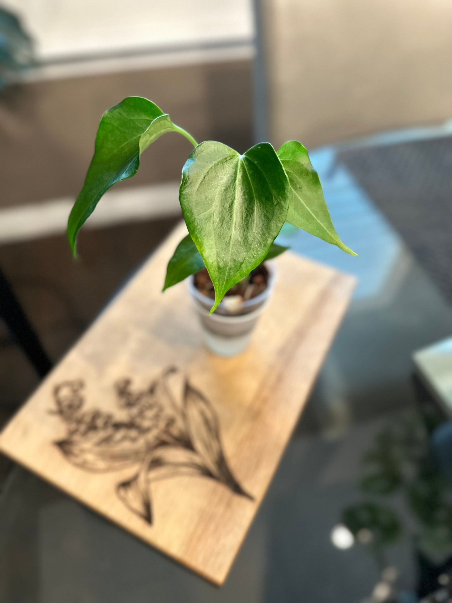 Anthurium Delta Force