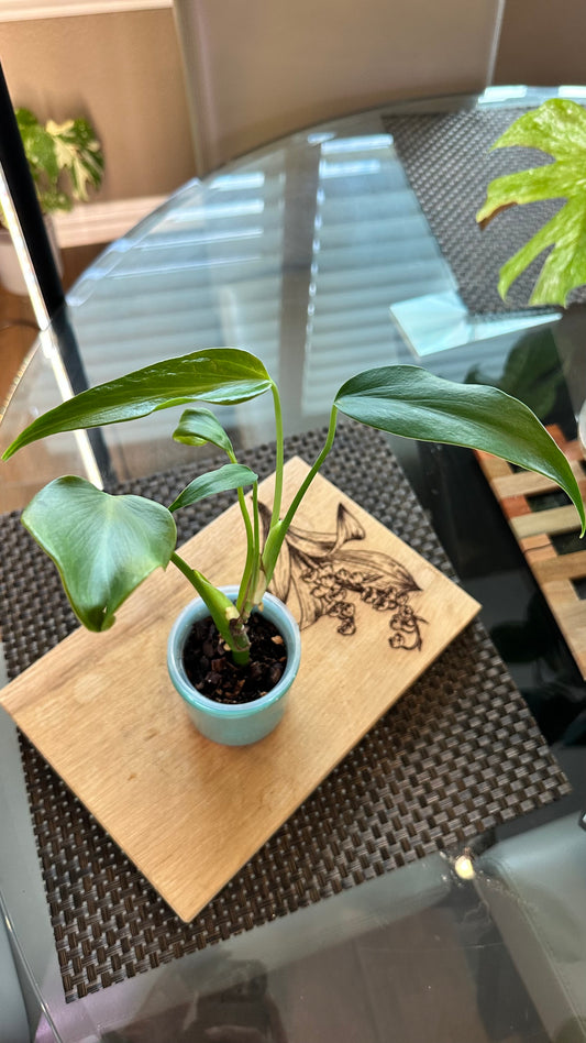 Monstera Burle Marx Flame - #1
