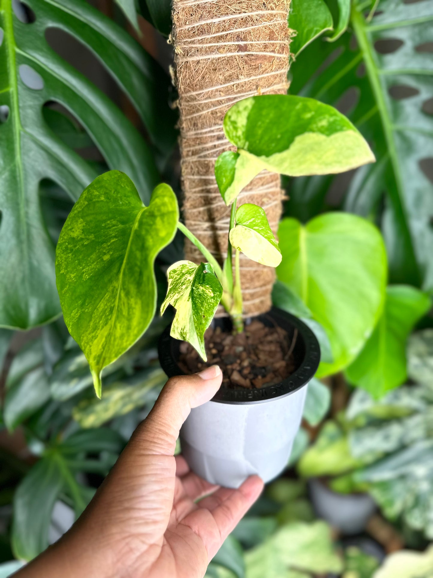 Monstera Yellow Marilyn
