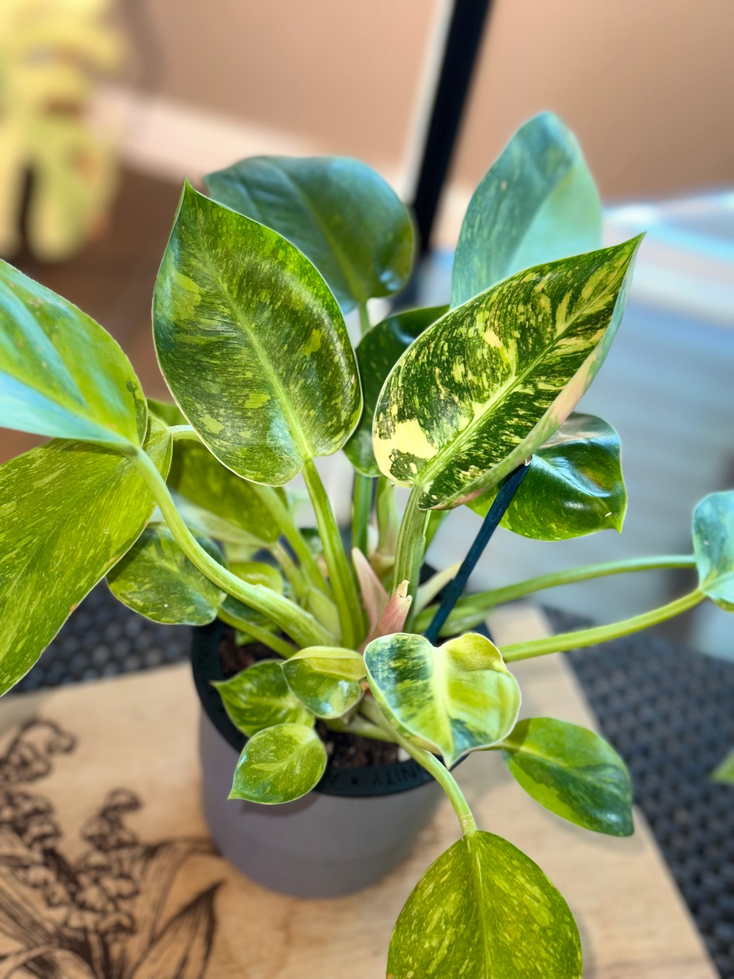 Philodendron Green Congo Nuclear