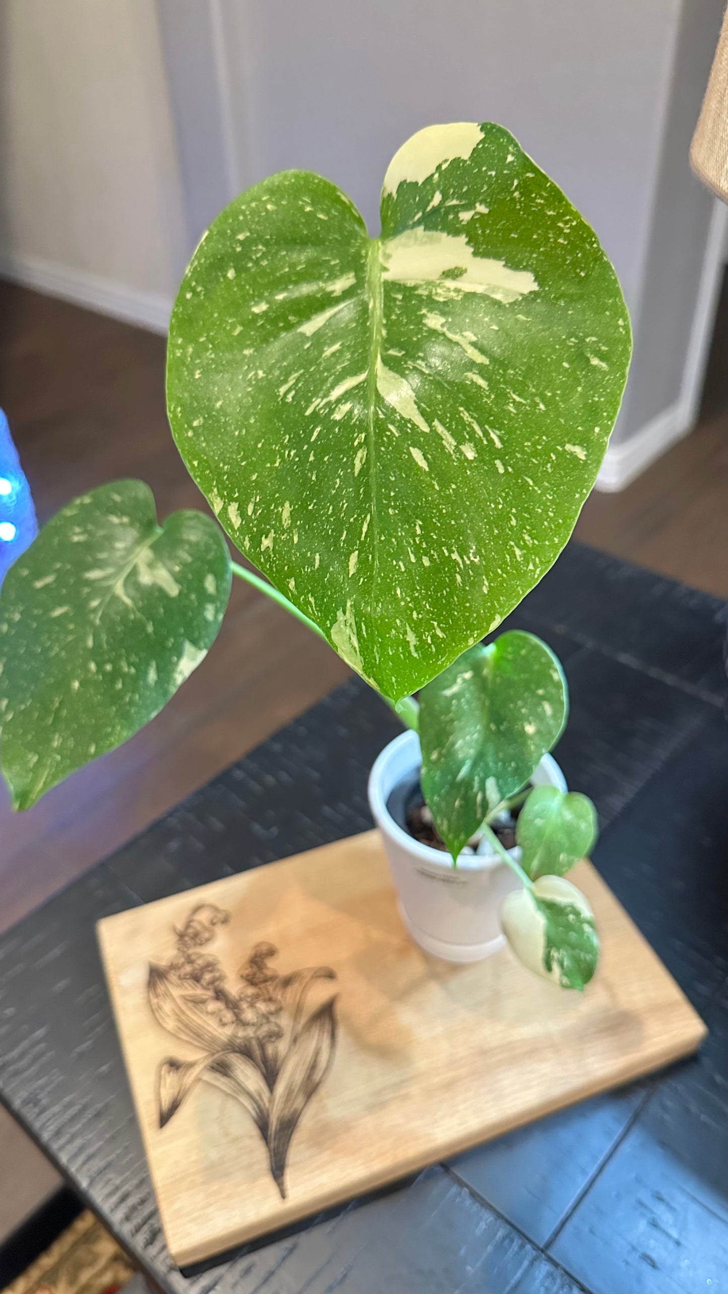 Monstera Crème Brûlée #2