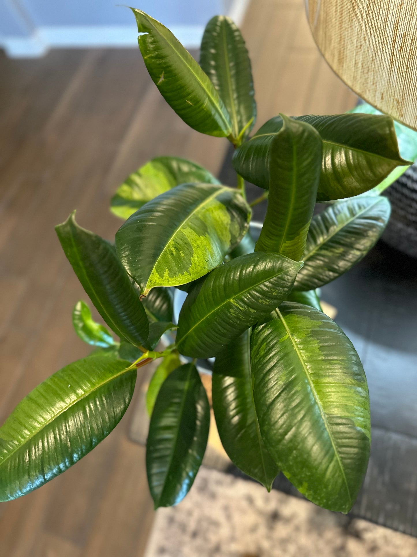 Ficus Shivereana Mutated