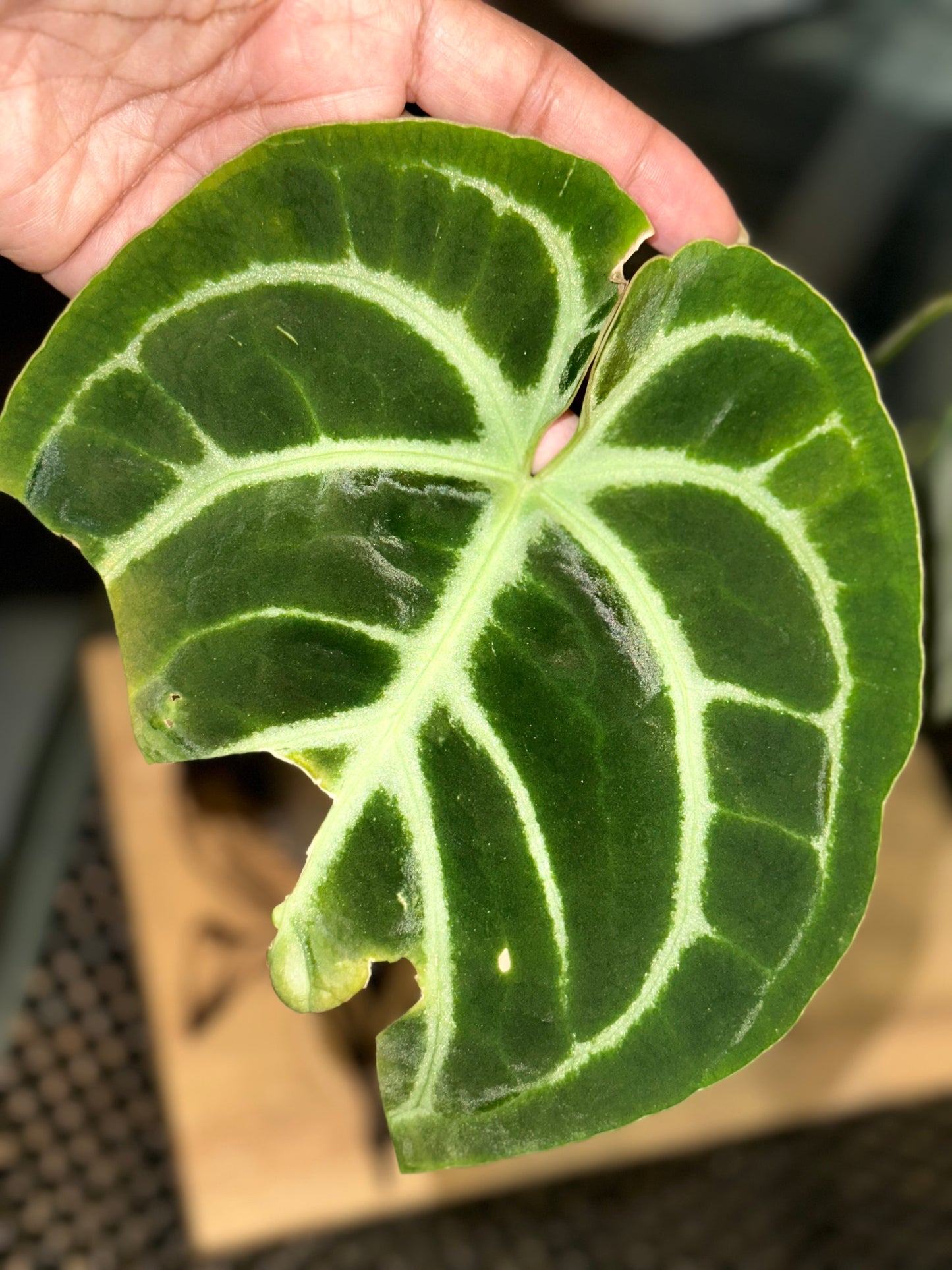 Anthurium Doc Block Brielle X Zara x Besseae Aff Dark Form