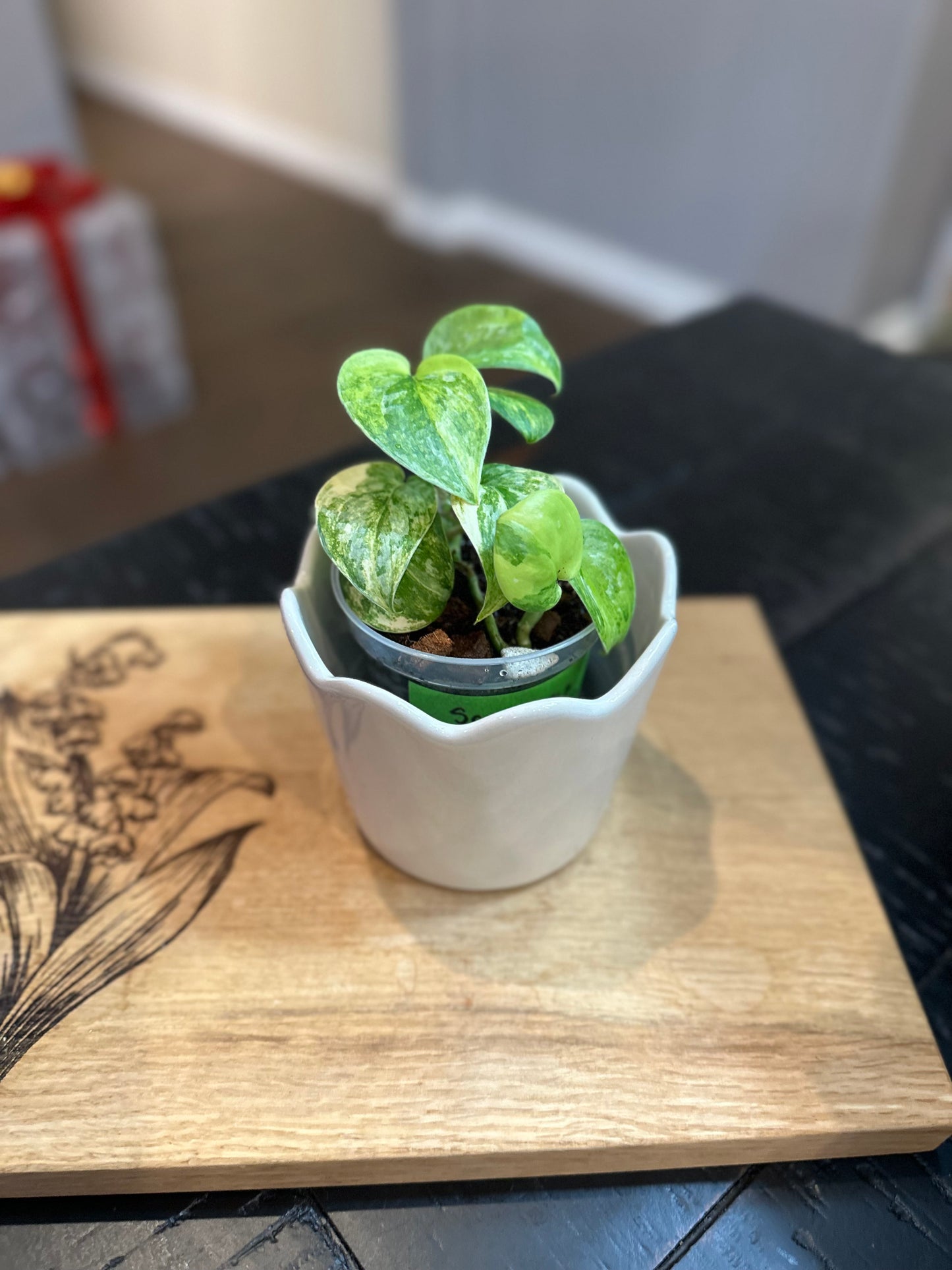 Scindapsis Mayari Albo