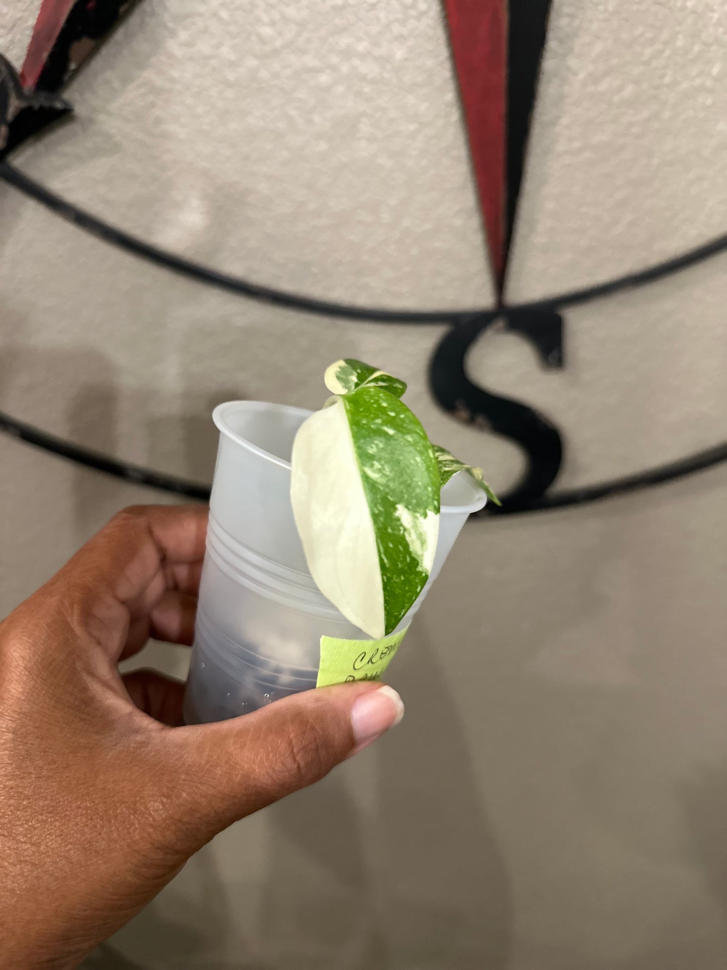 Monstera Creme Brulee - C1