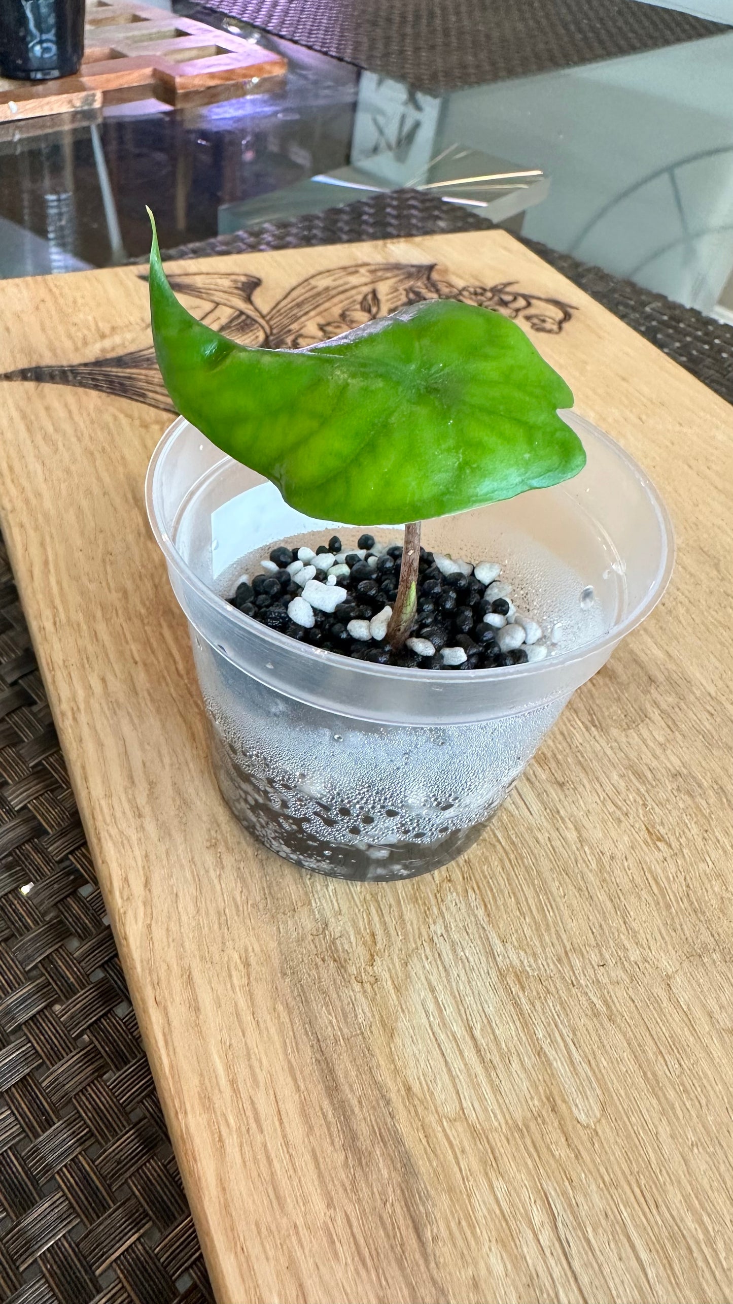 Alocasia Corazon Albo Pup - #4