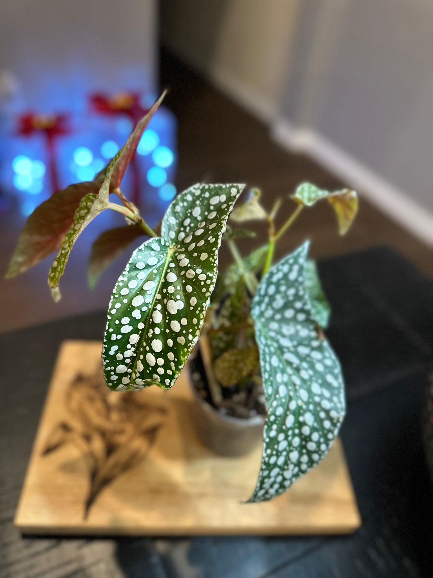 Begonia Maculata #3