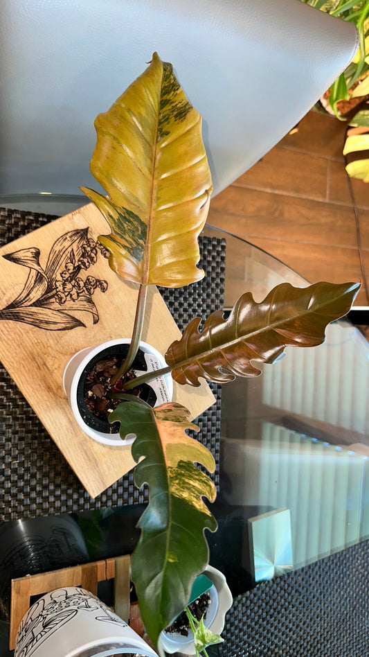 Philodendron Caramel Marble Variegated #1