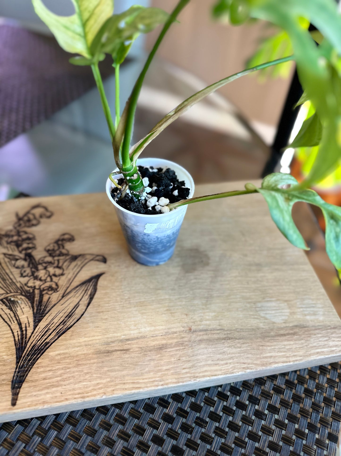 Rhaphidophora Tetrasperma White Monster