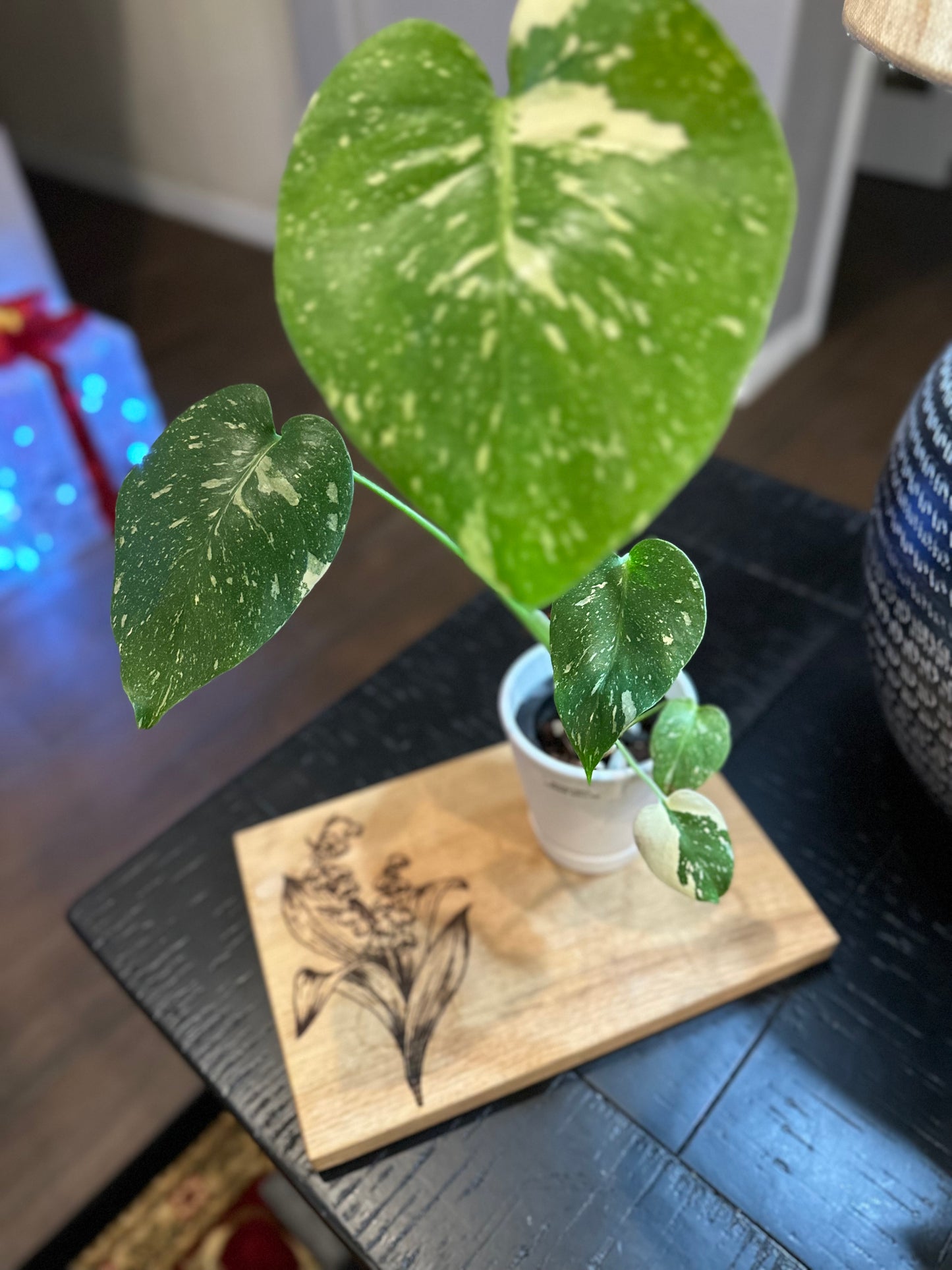 Monstera Crème Brûlée #2