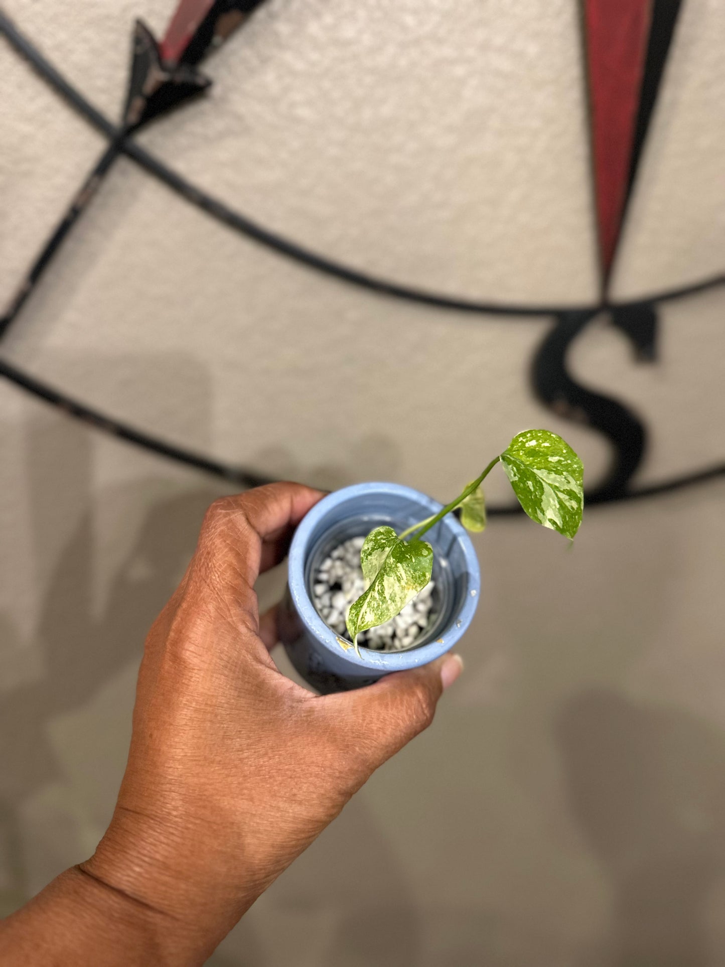 Monstera Creme Brulee - D1