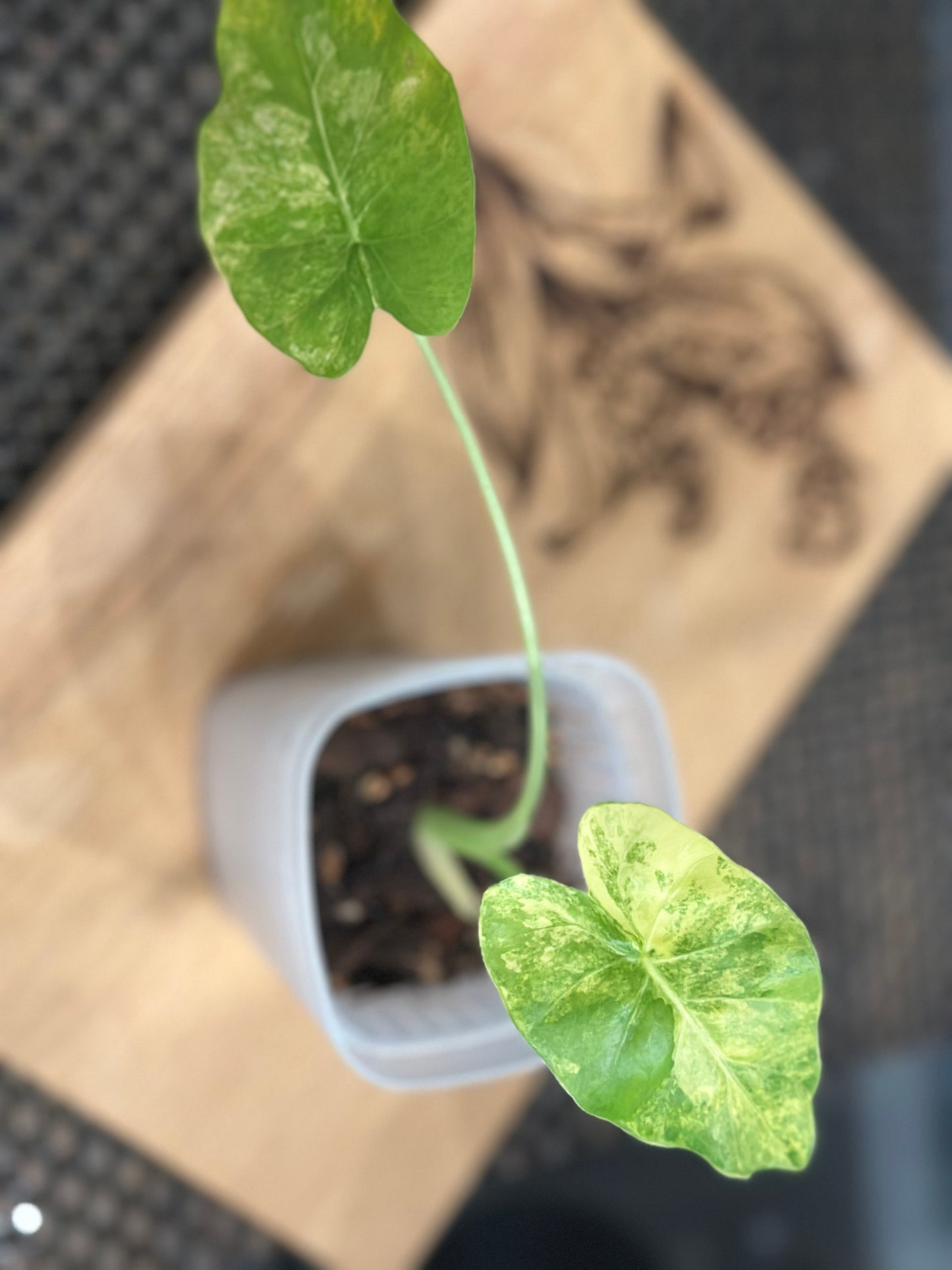 Alocasia Gageana Aurea #1