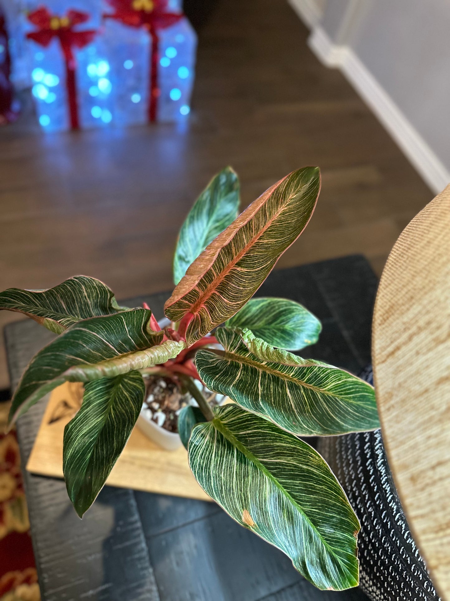 Philodendron Pink Birkin #4 - 6 inch