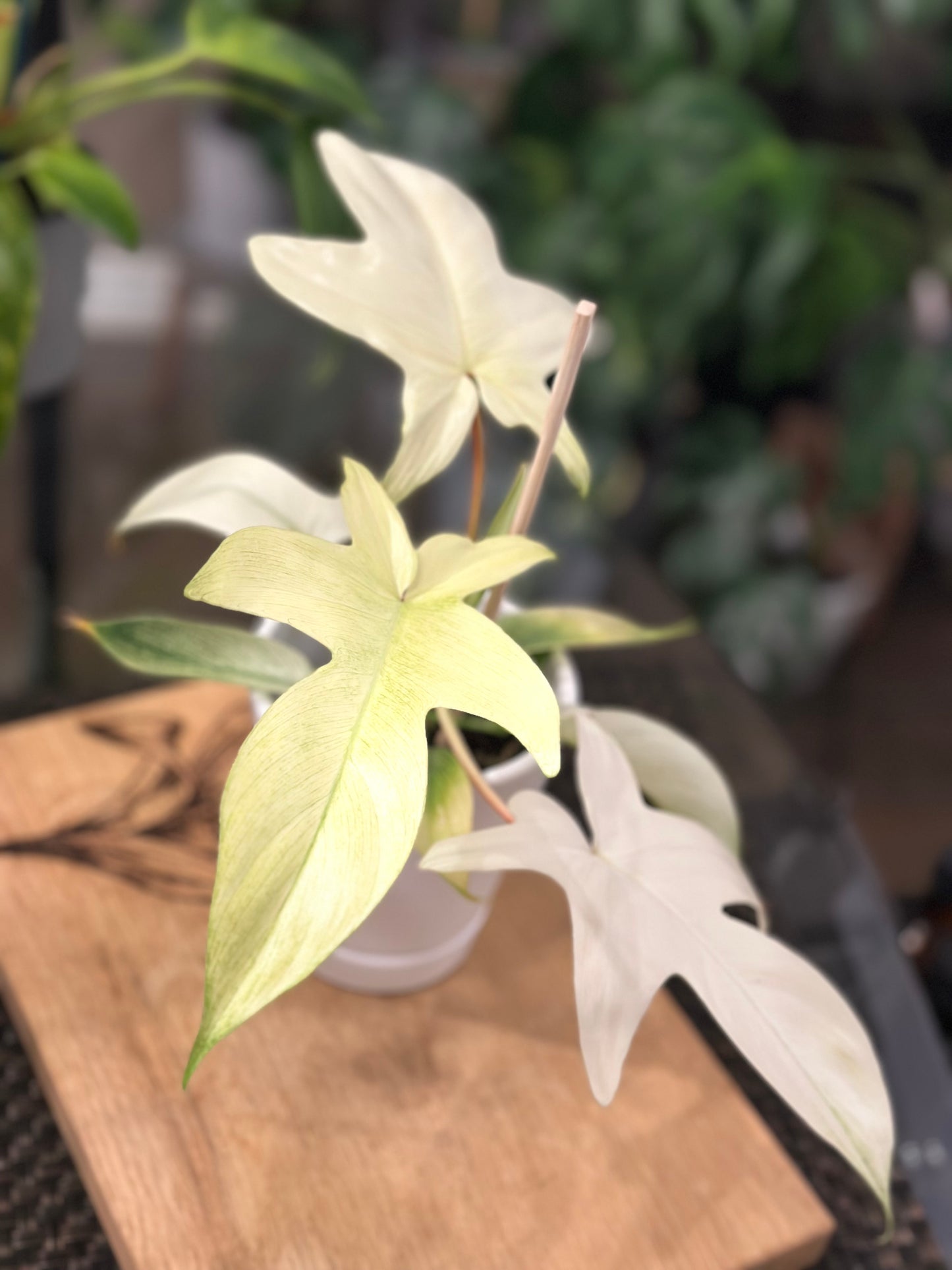 Philodendron Florida Ghost