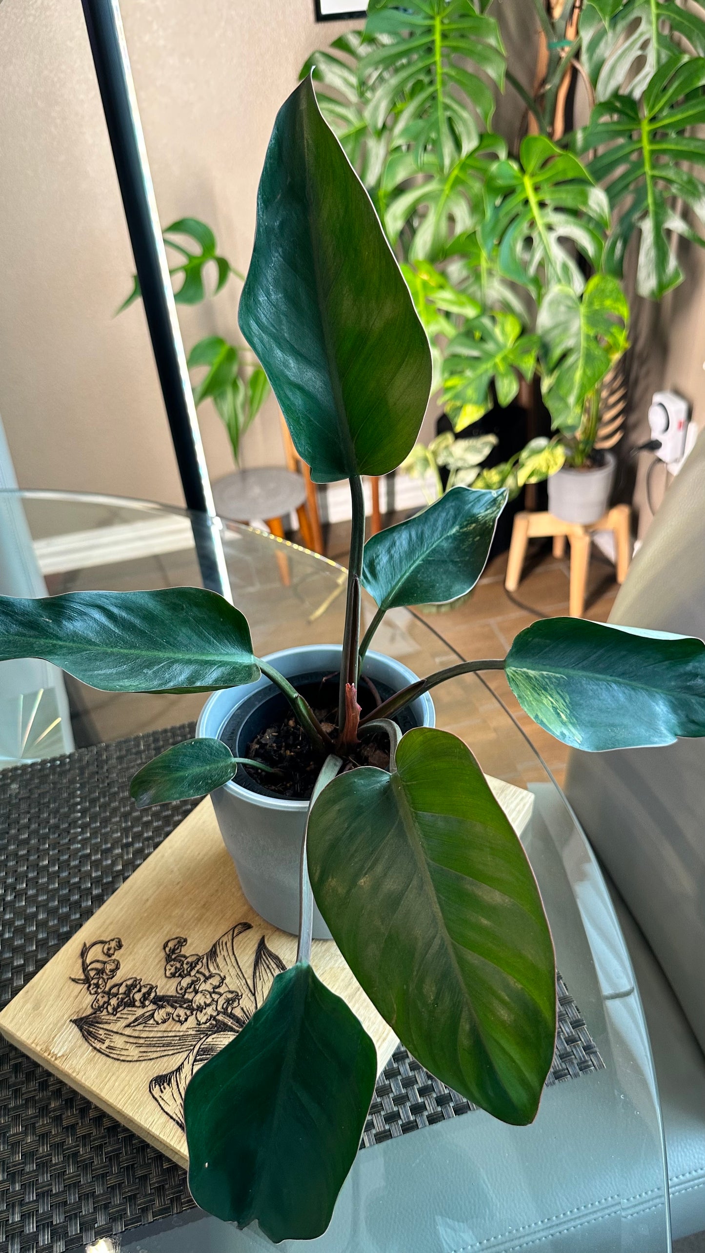 Philodendron Red Congo (Reverted Variegated)