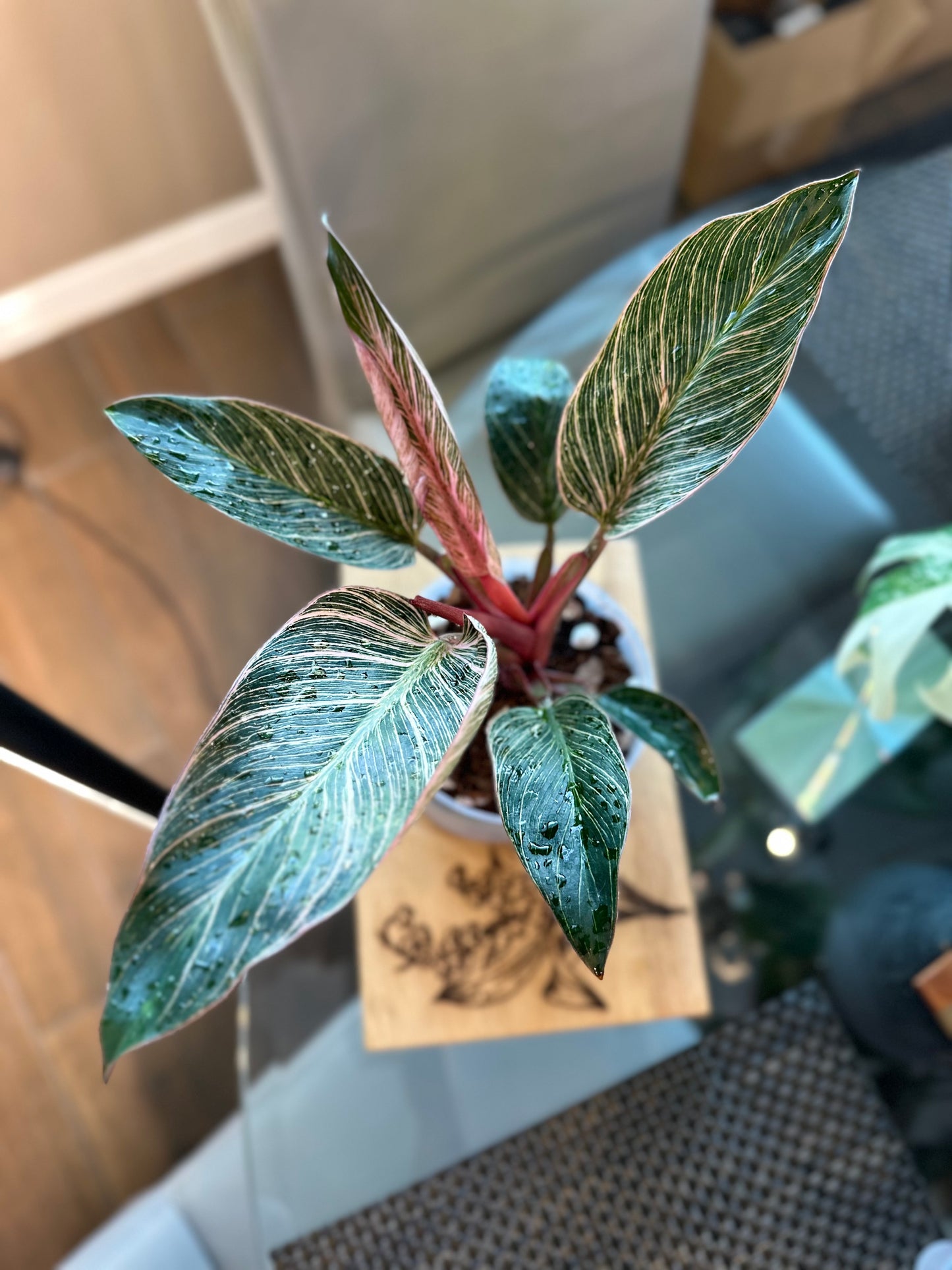 Philodendron Pink Birkin #3 - 6 inch