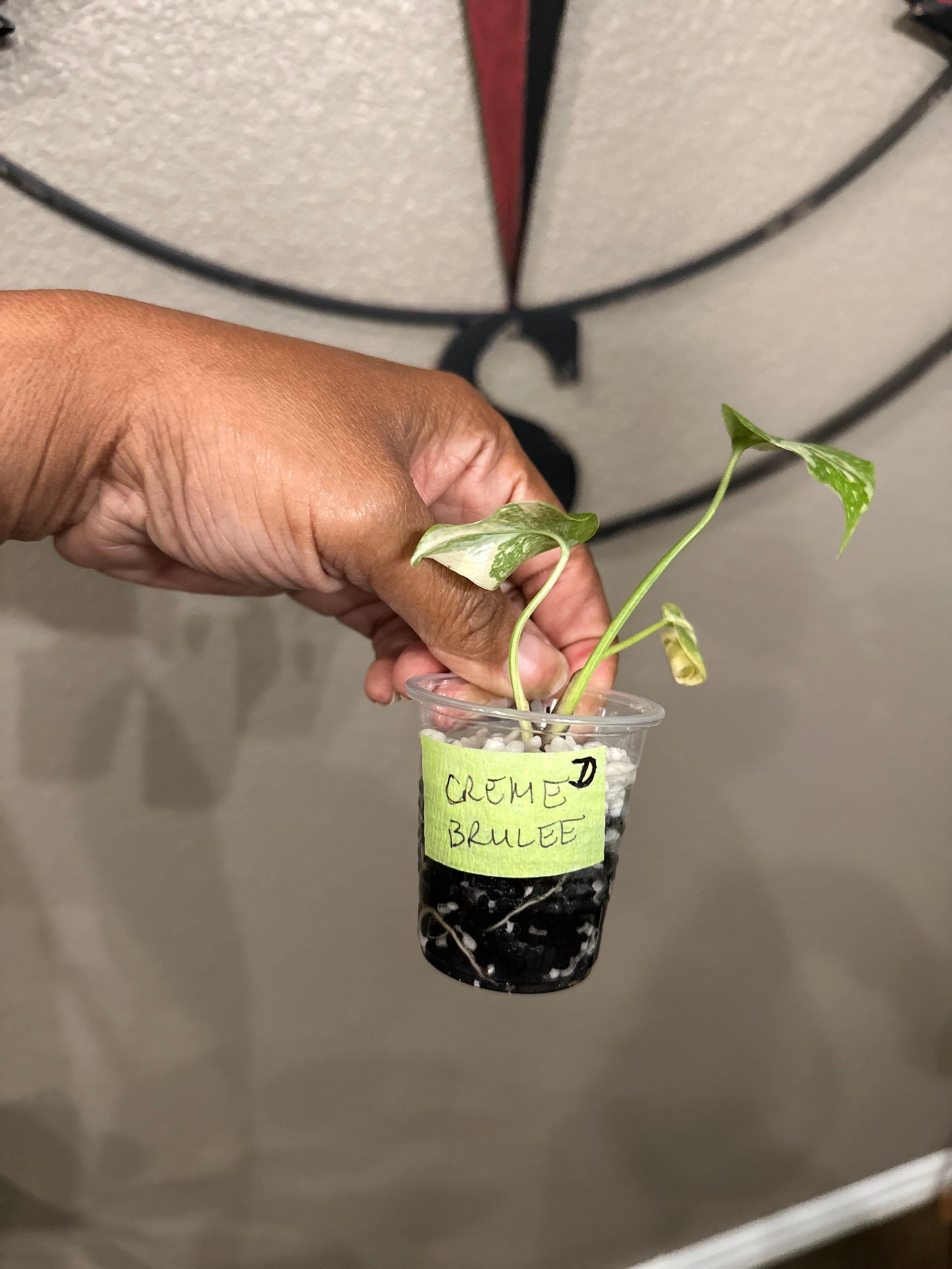 Monstera Creme Brulee - D1