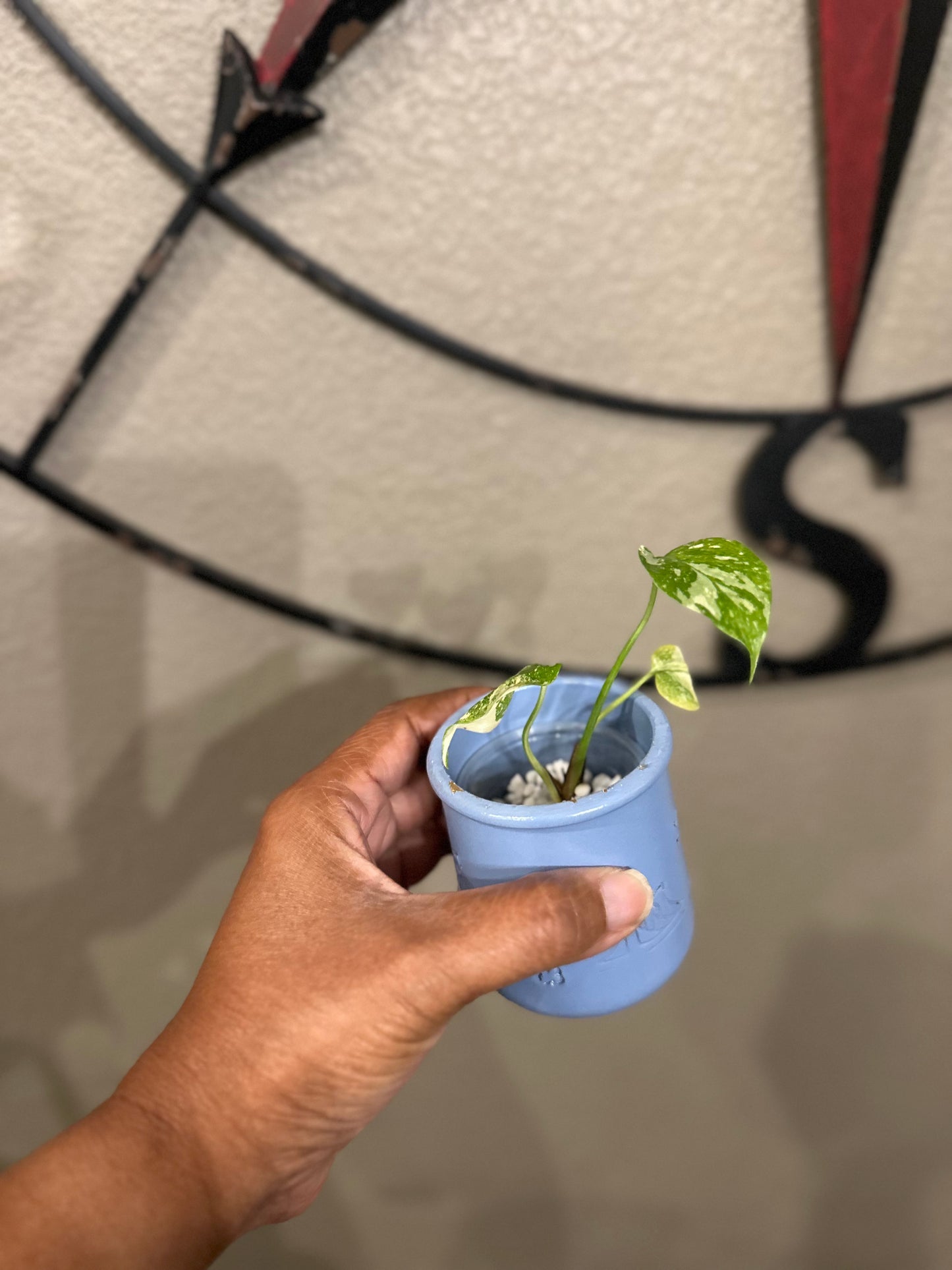 Monstera Creme Brulee - D1