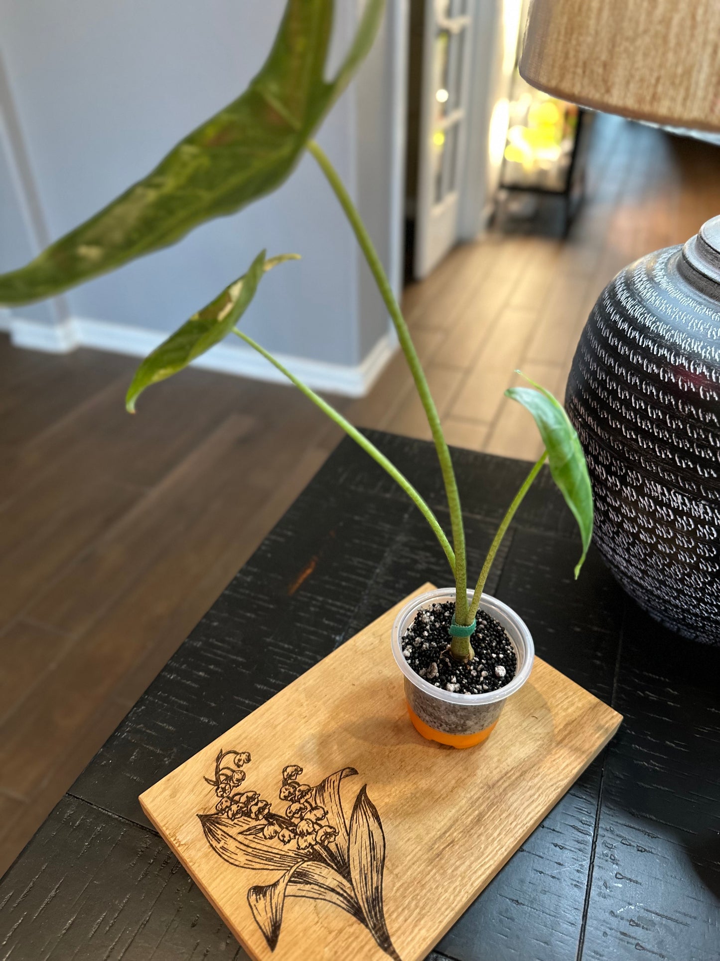 Alocasia Longiloba Albo