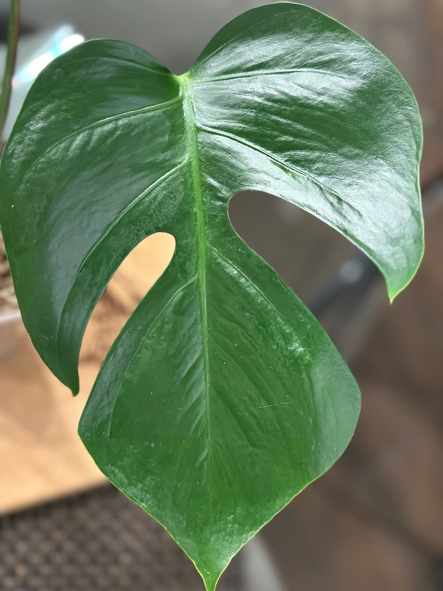 Monstera Sierrana - #1