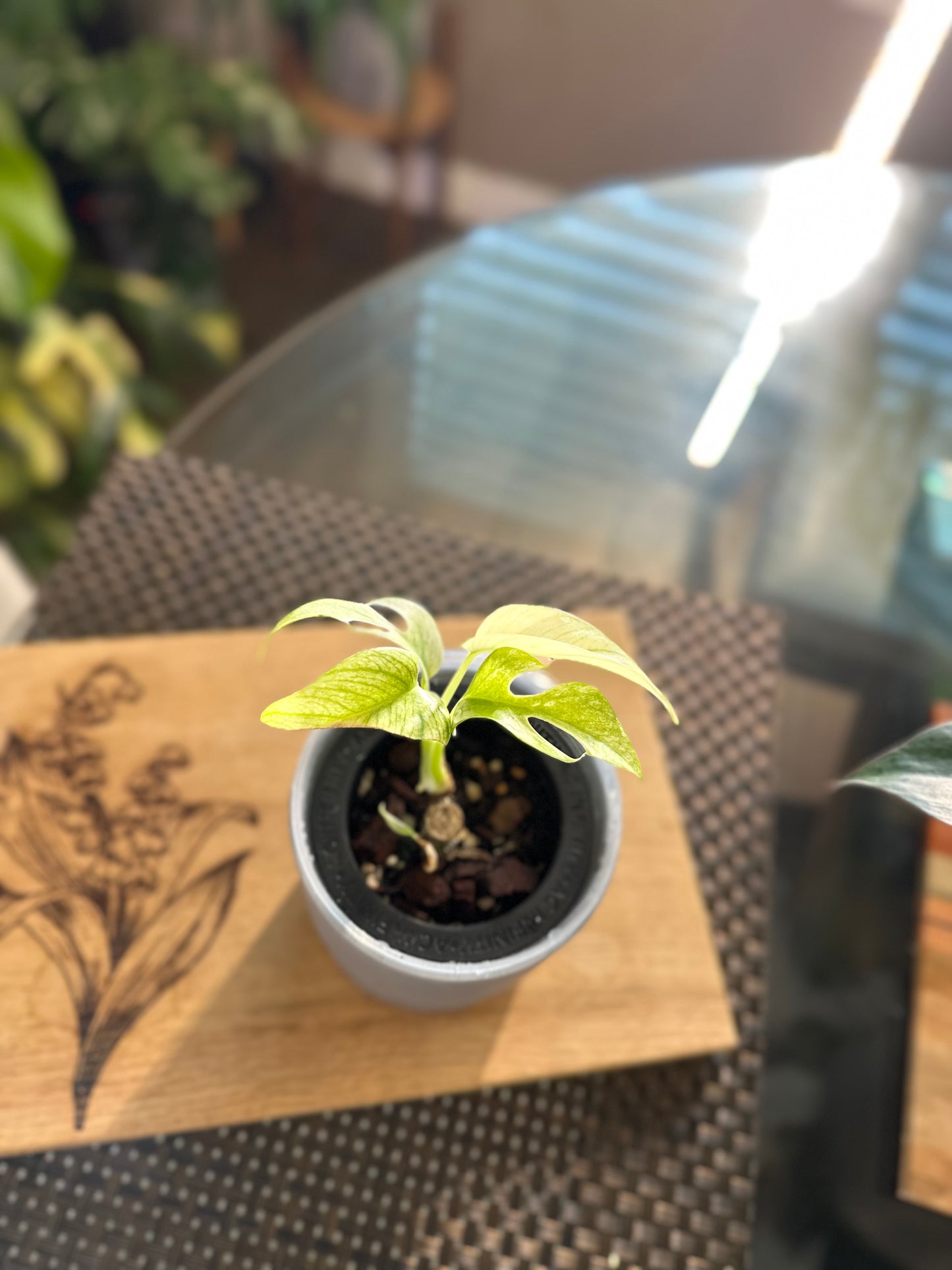 Rhaphidophora Tetrasperma White Monster - B