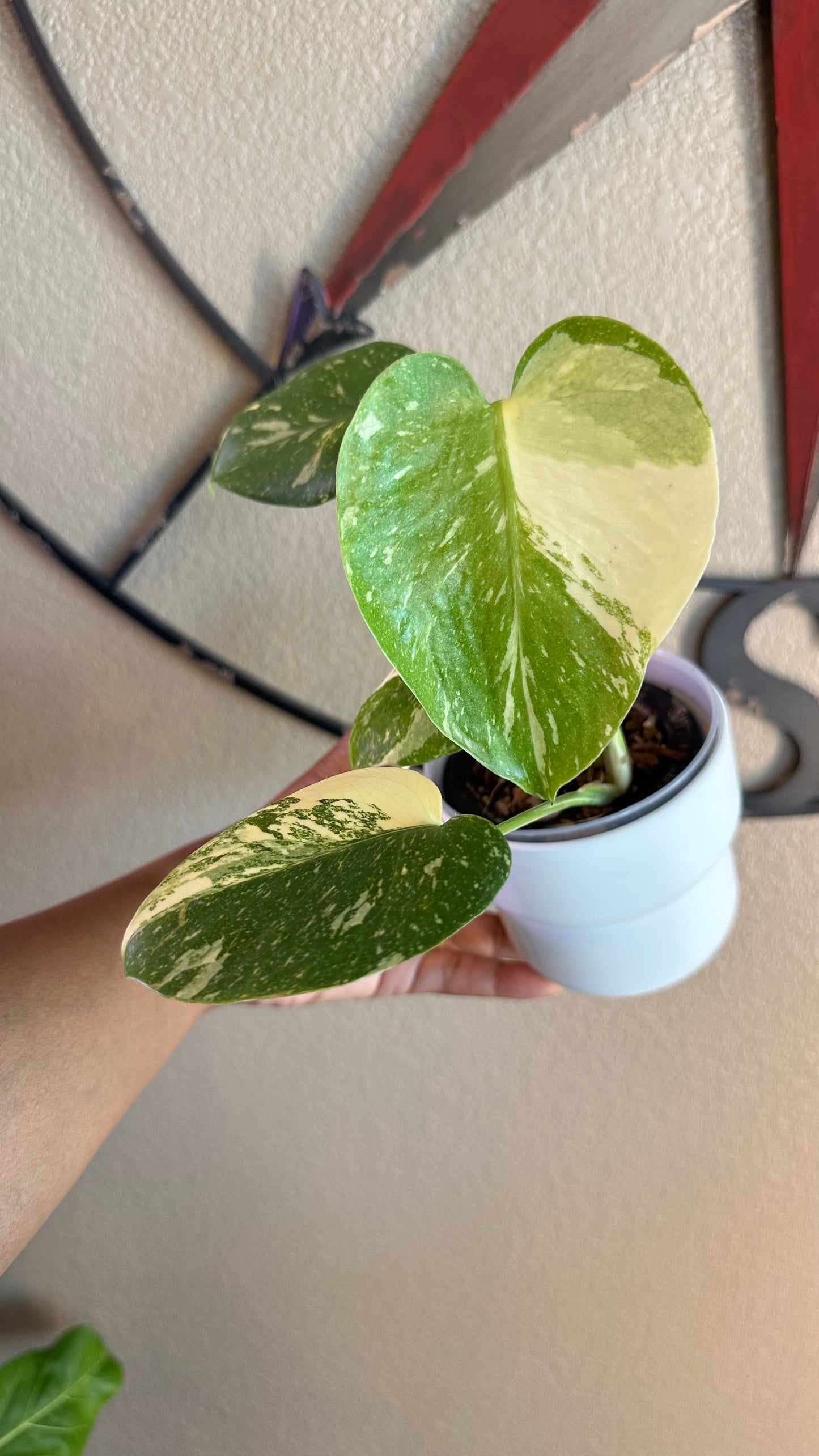 Monstera Creme Brulee - B