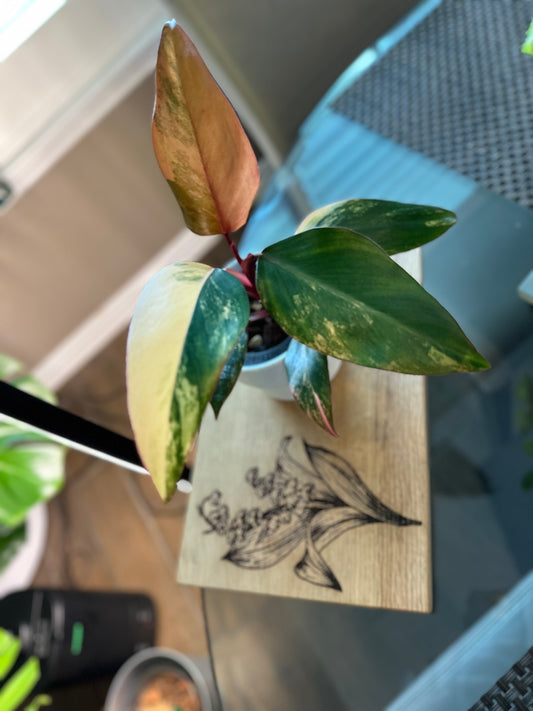 Philodendron Strawberry Shake