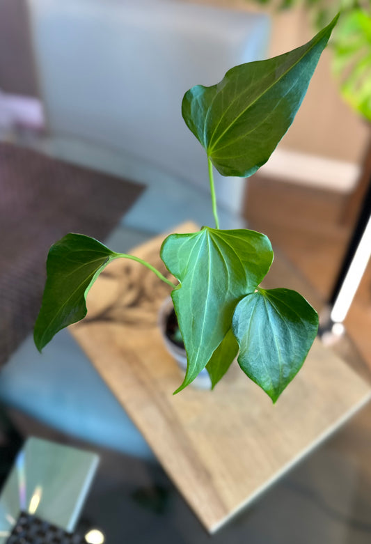 Anthurium Delta Force