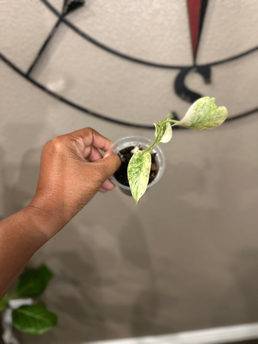 Monstera Green Snow