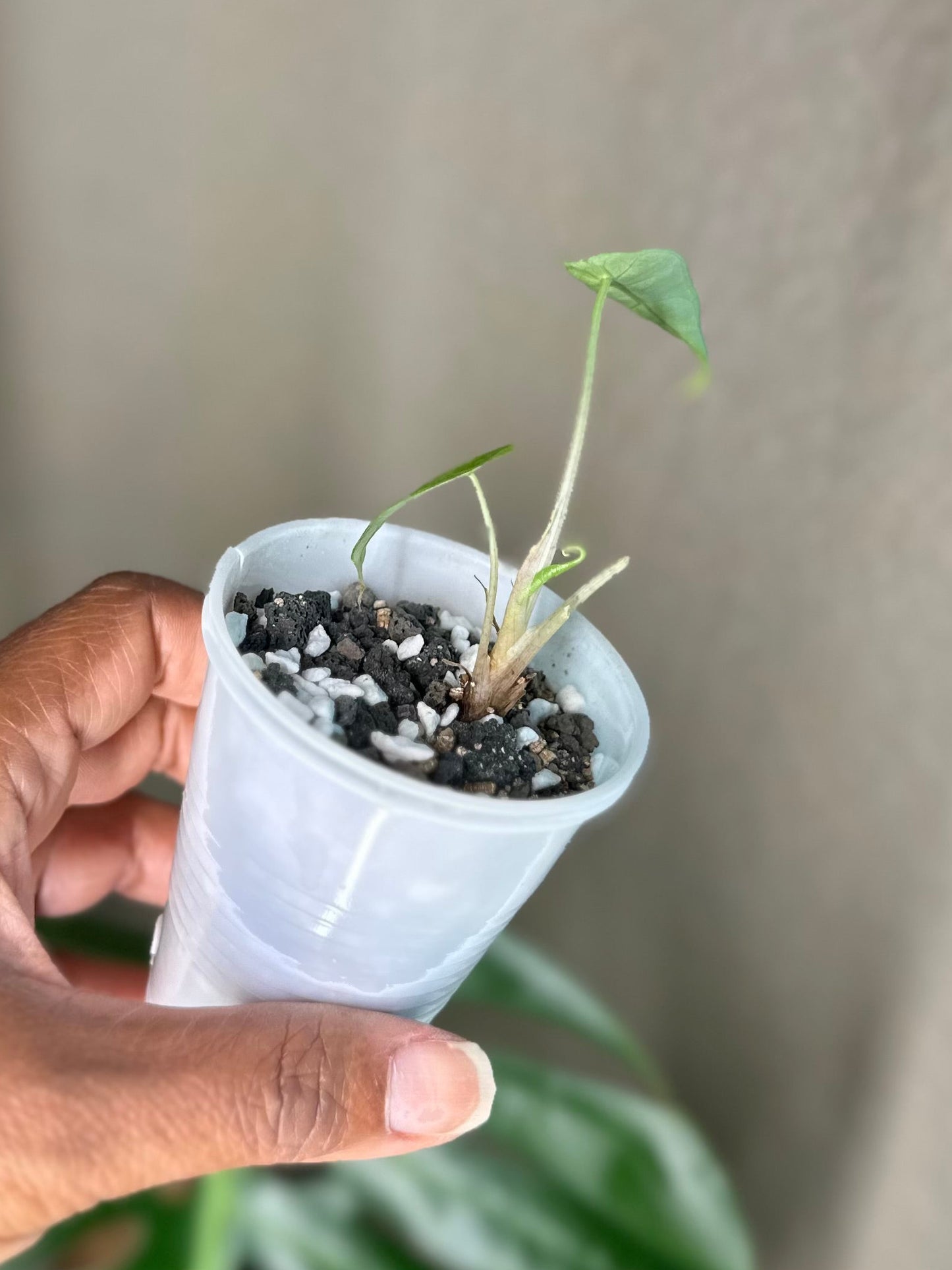 Alocasia Amazonica Aurea Splash - B