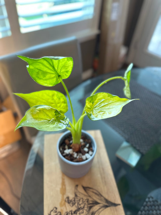 Alocasia Culcullata Aurea Variegated - 6 inches