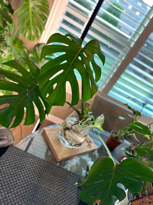 Monstera Mint Top Cutting