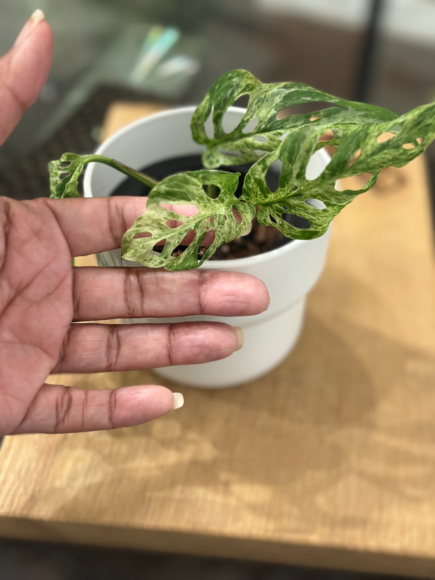 Monstera Adasonii Mottled -C