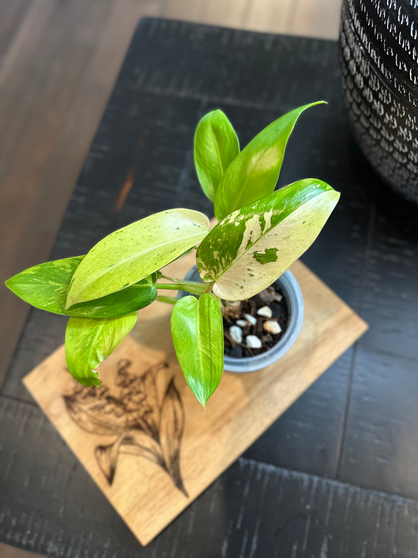 Philodendron Whipple Way (#1)