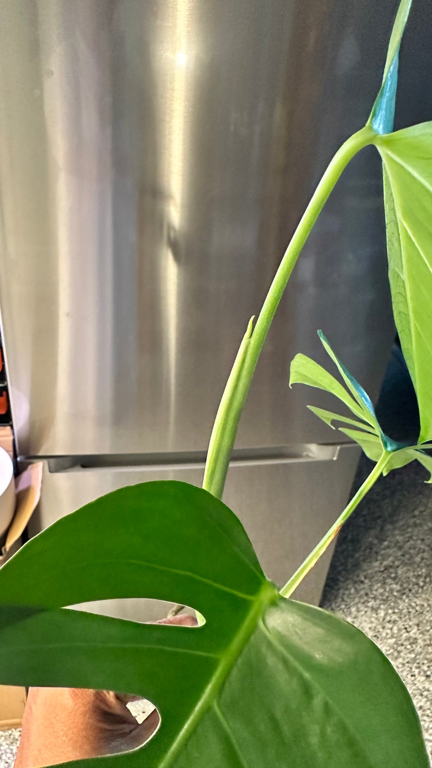 Monstera Sierrana Hawaiian Form Top Cutting