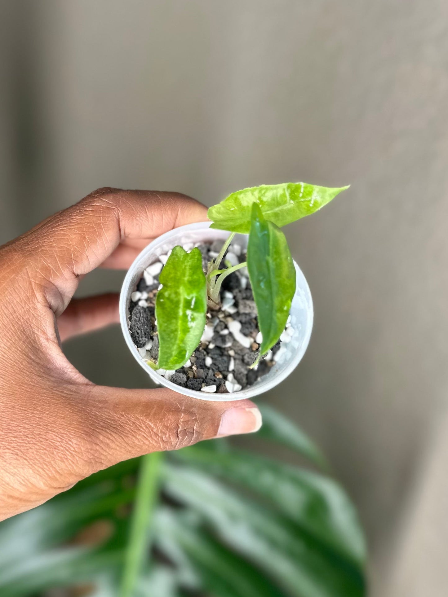 Alocasia Amazonica Aurea Splash - A