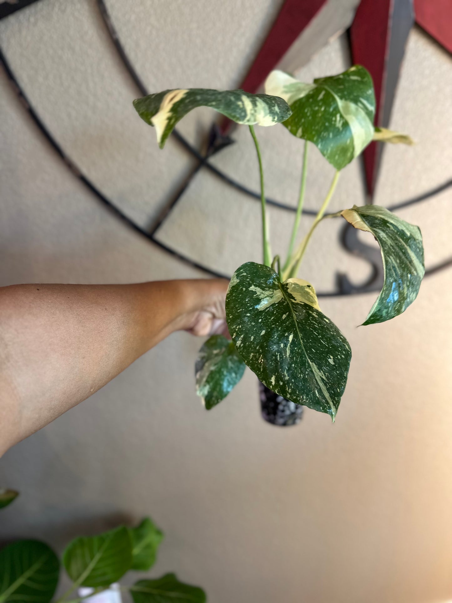 Monstera Thai Constellation - high variegation - B