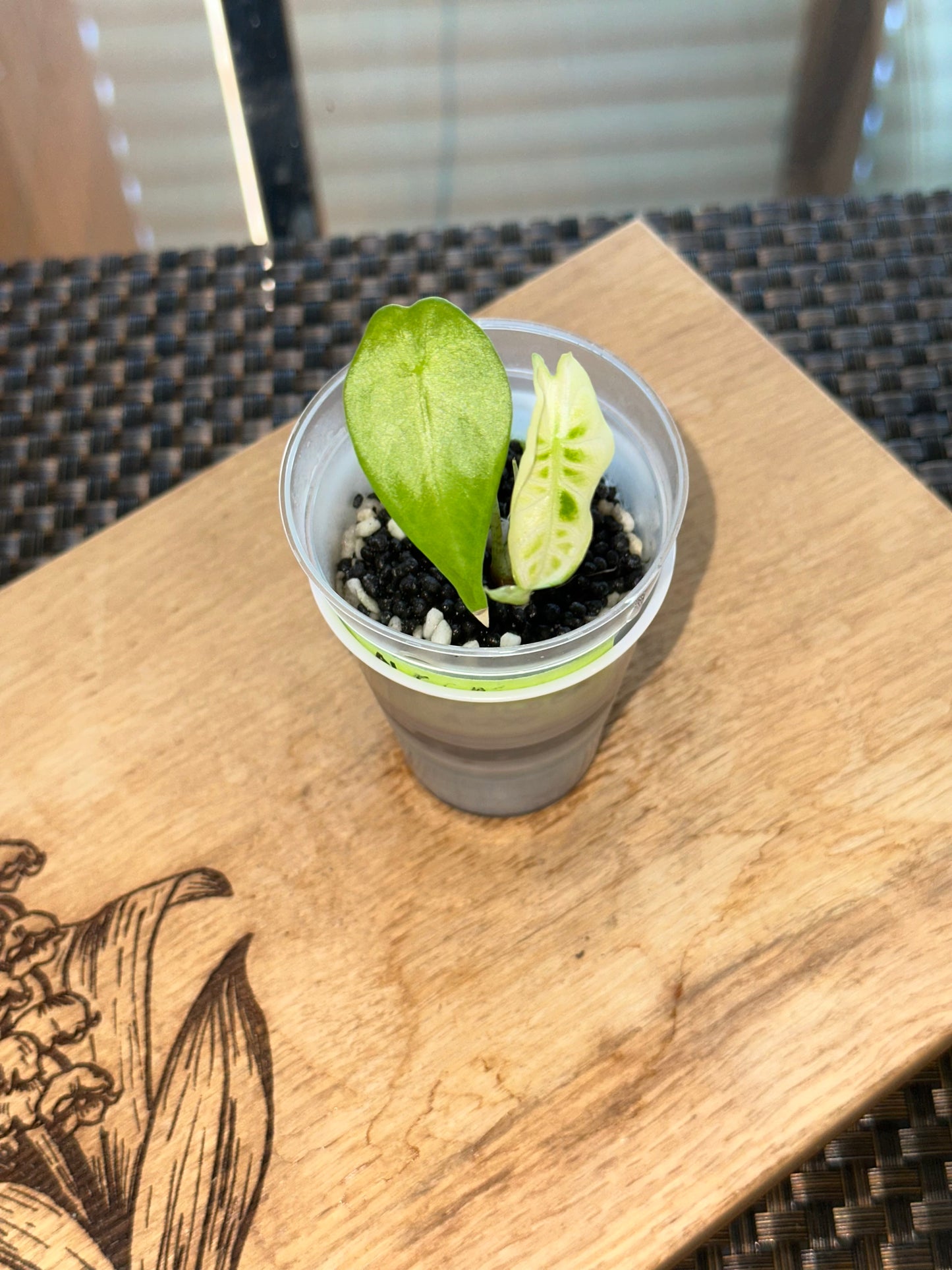 Alocasia Longiloba Albo Pup - #3