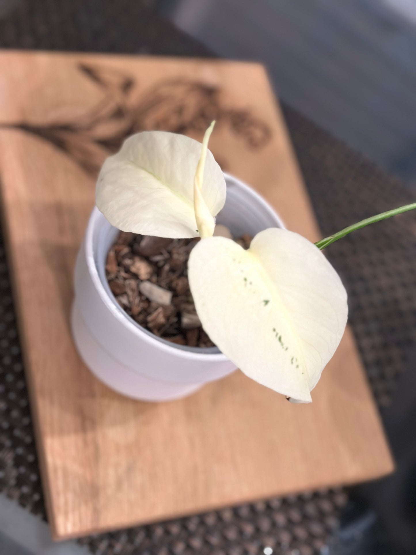 Monstera Mint White Monster - C