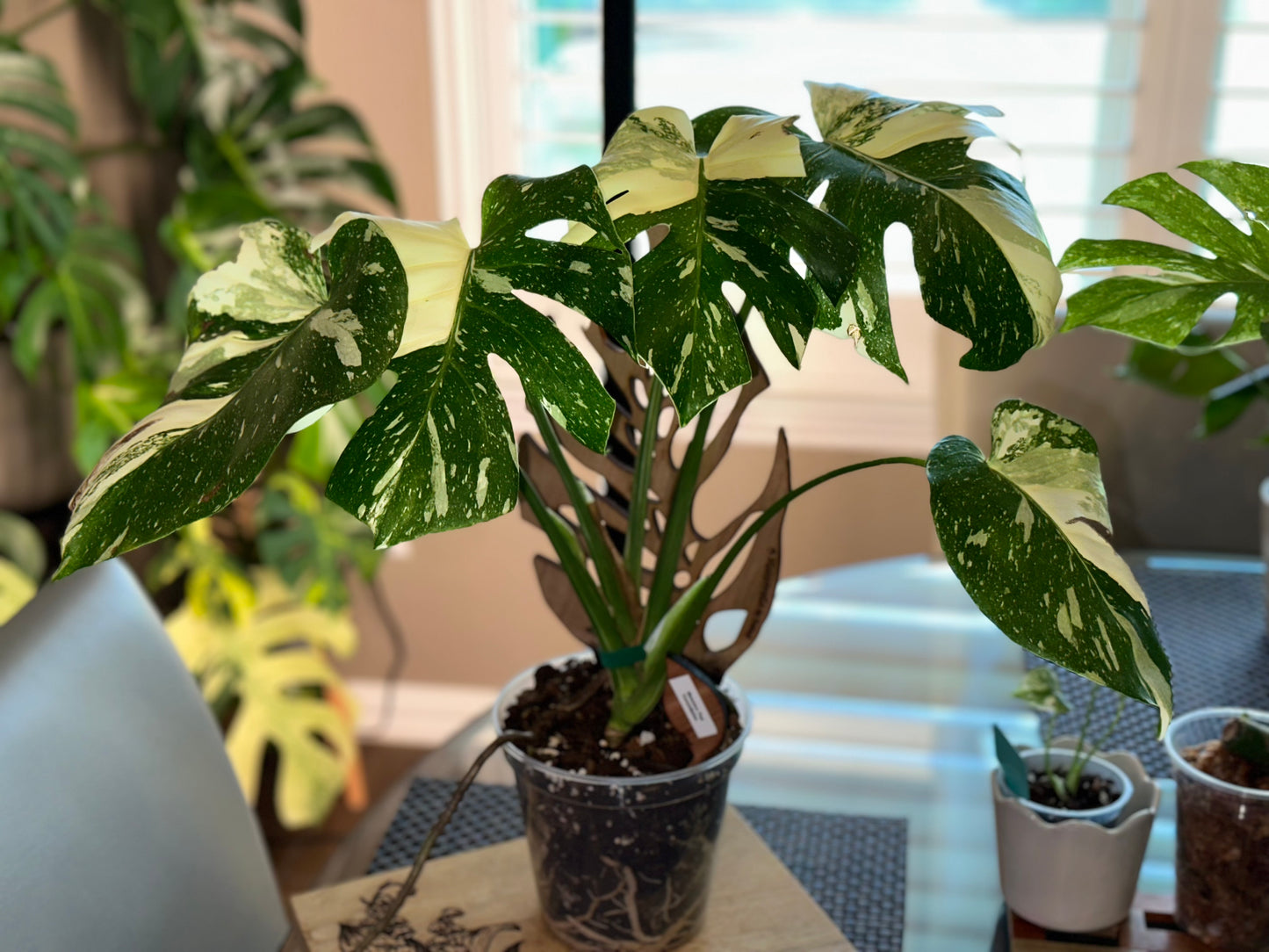 Monstera Thai Constellation - high variegation